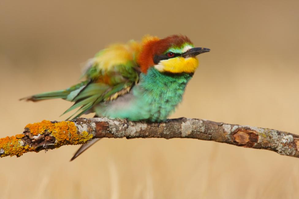 Peluche de plumas